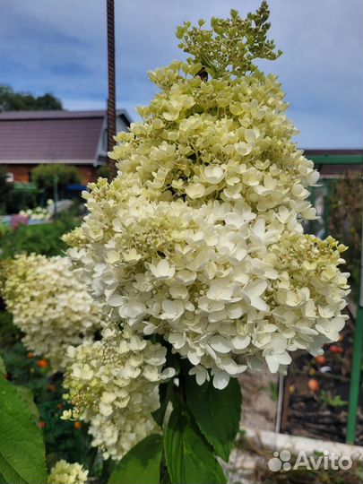 Живые цветы букеты