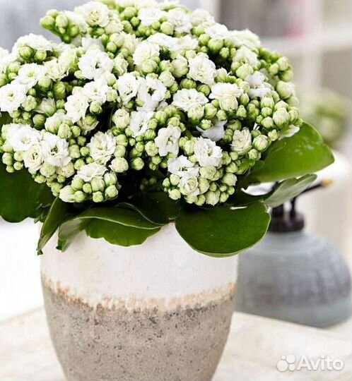 Комнатные цветы каланхоэ