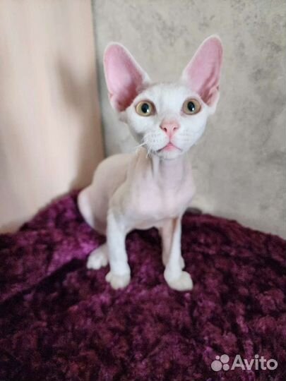 Девон-рекс. мальчик