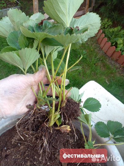 Клубника Купчиха, Фестивальная