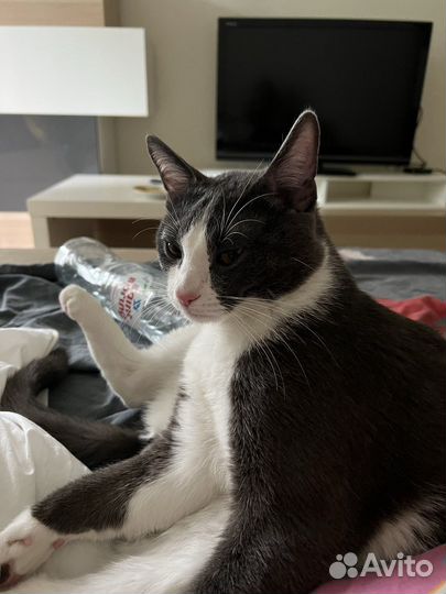 Отдам кота в добрые руки