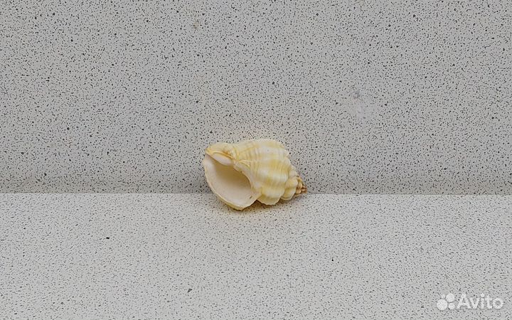 Канварус 3,8 морская ракушка раковина