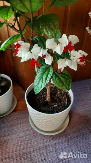 Клеродендрум Томпсона