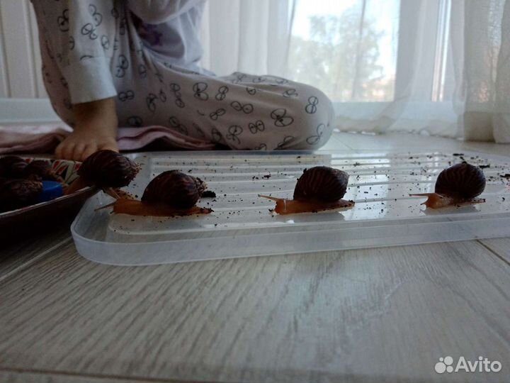 Улитка Ахатина