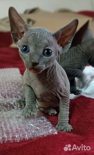 Канадский сфинкс котенок