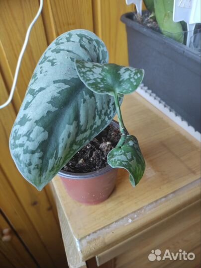 Сциндапсус Пиктус Треби