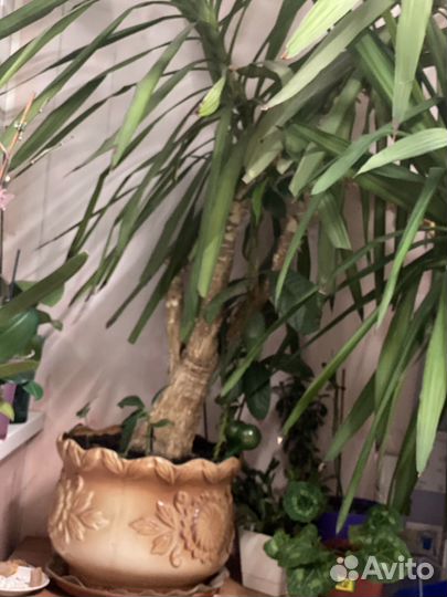 Пальма юкка