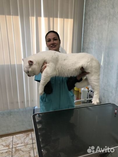 Британские котята от супер кота