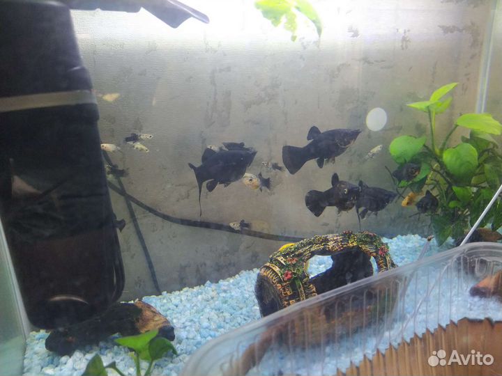 Рыбки Моллинезии и улитки ампулярии