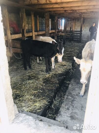 Бык и две телки