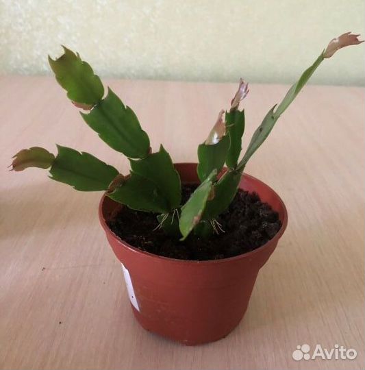 Цветок декабрист / Шлюмбергера персиковый