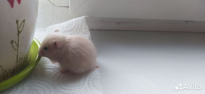 Сирийский хомяк малыш