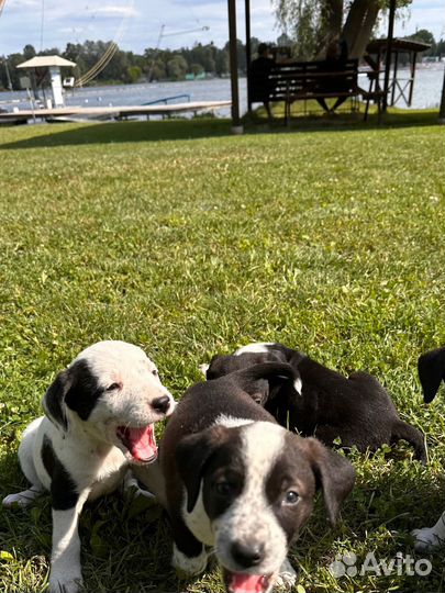 Щенки и собаки