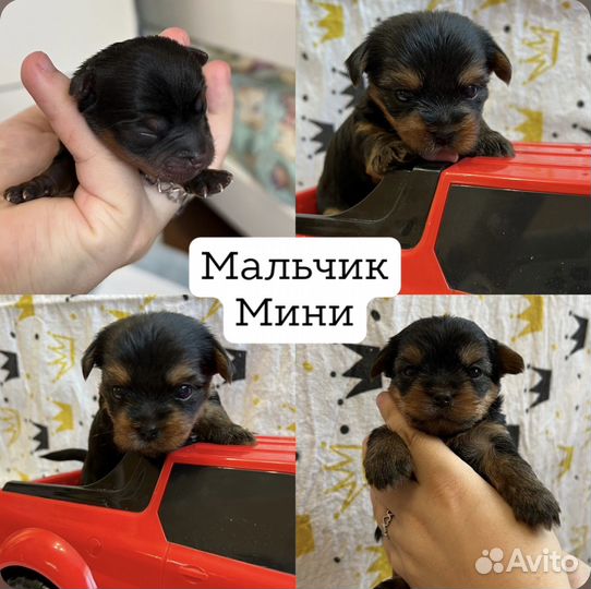 Йоркширский терьер щенки