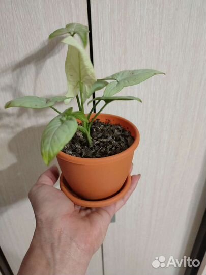 Сингониум конфетти милк