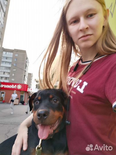 Передержка собак и других животных дома