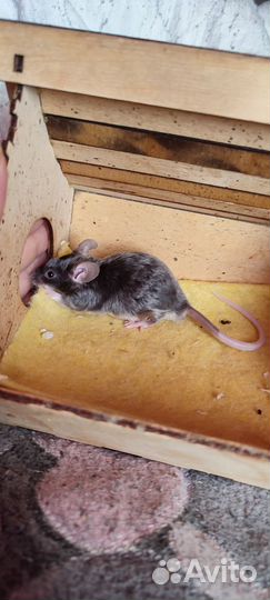 Сатиновые мышки мальчики и 1 японская девочка