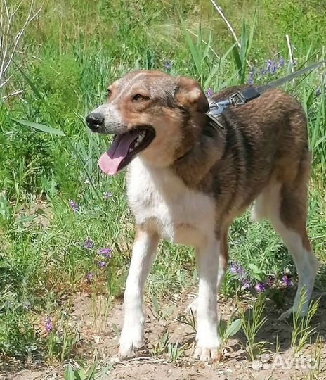 Собака Миссури