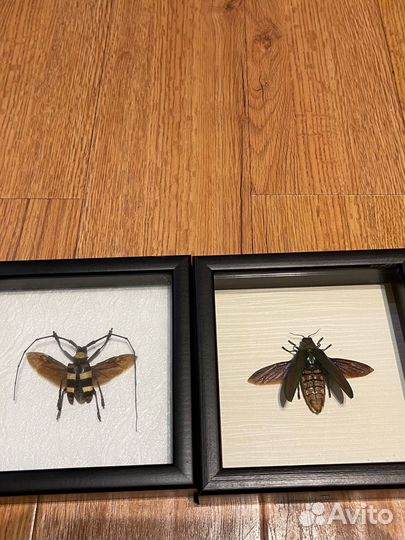 Насекомые в раме