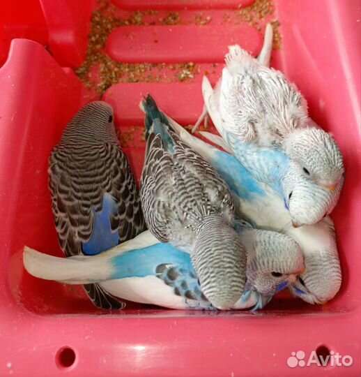 Птенцы волнистых попугаев