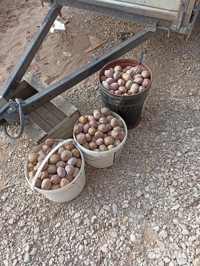 Семенной картофель