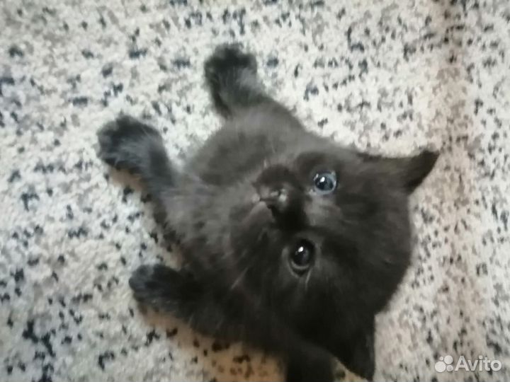 Котята метисы от британца