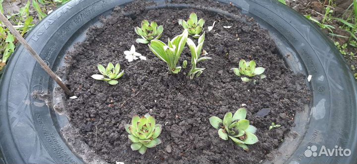 Очиток седум, молодило (каменная роза)