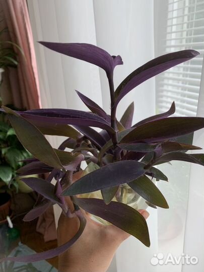 Хлорофитум спатифилум традесканция