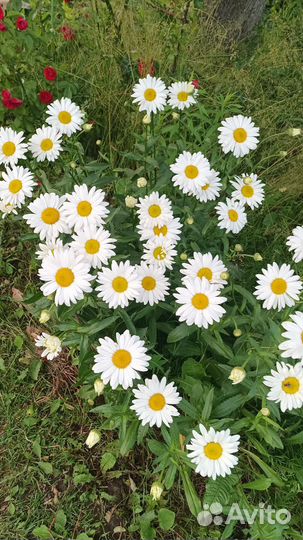 Цветы ромашки