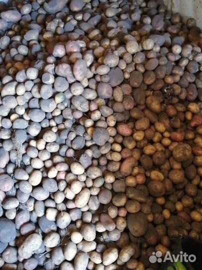 Картофель для еды, а так же в грядку