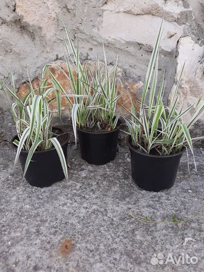 Декоративная трава