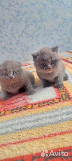 Шотландские котята