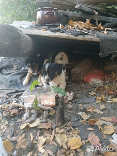 Щенки