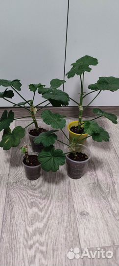 Пеларгония сортовая