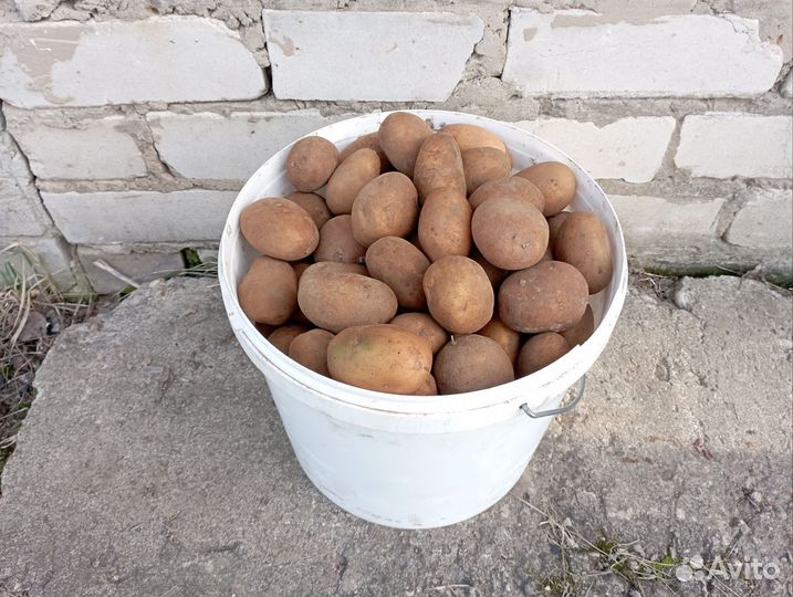 Продам семенной картофель