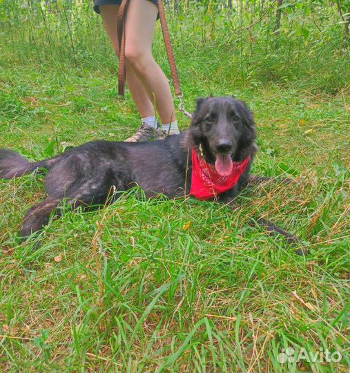 Собаку выбросили на улицу