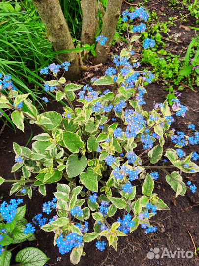 Бруннера 2 сорта