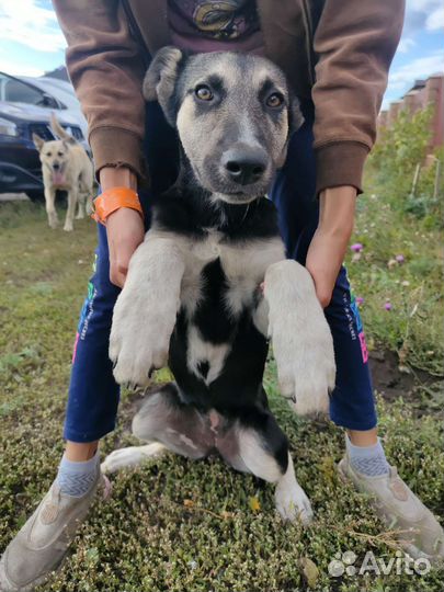 Собака в добрые руки