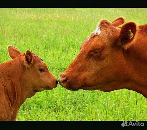 Искусственное осеменение коров и телок