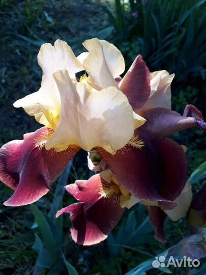 Ирисы и хоста