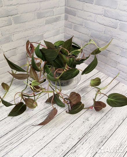 Филодендроны