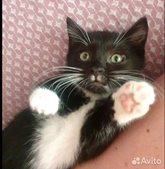 Котята