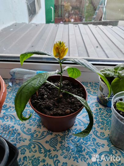 Пахистахис, укоренённые отростки