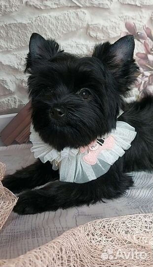 Чёрный йорк Шоколадный йорк Цветной йорк