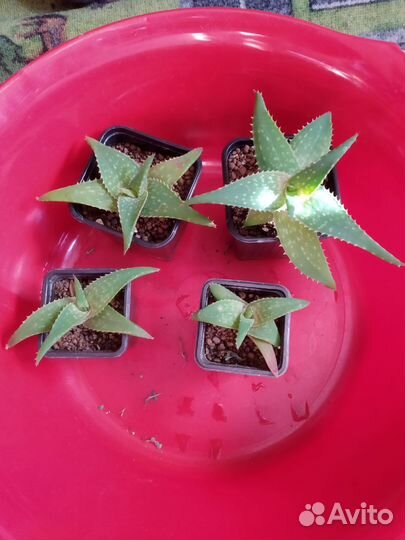 Алоэ песколюбивое, каланхоэ и суккуленты