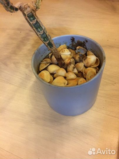 Молочай беложильчатый Юкка