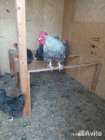 Куры петухи