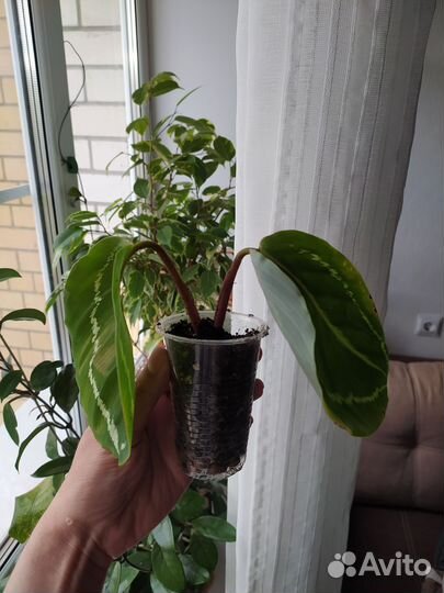 Калатея розеопикта Грин