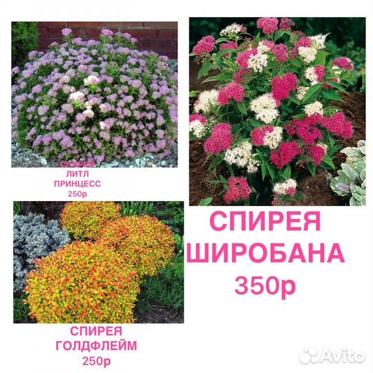 Саженцы, многолетние растения