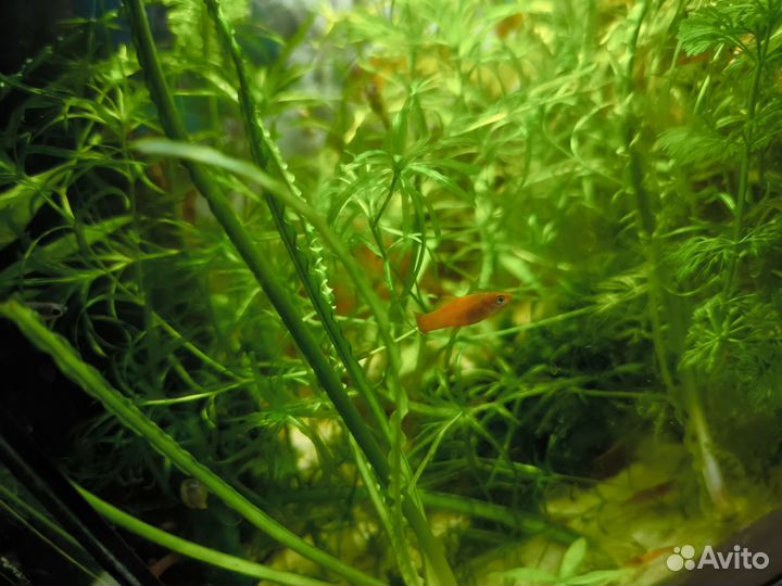 Аквариумные рыбки Меченосцы и моллинезия